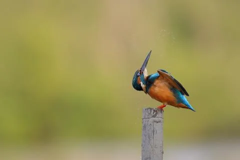 Common kingfisher Stock Photos