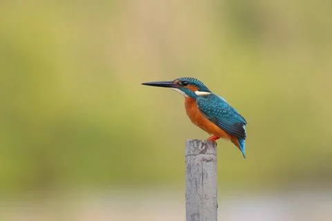 Common kingfisher Stock Photos