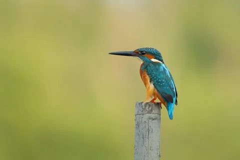 Common kingfisher Foto stock