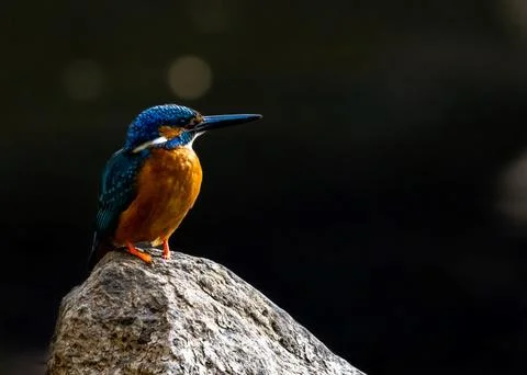 The common kingfisher Stock Photos