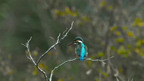 Common kingfisher resting on a branch. Stock Footage 147568595