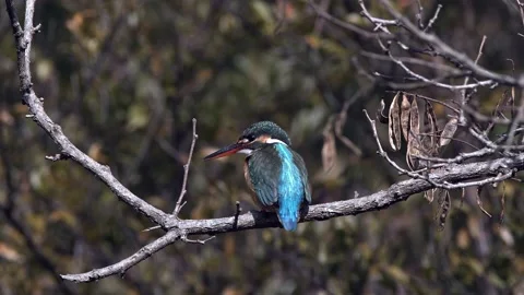 Common kingfisher resting on a branch. Stock Footage 147573183