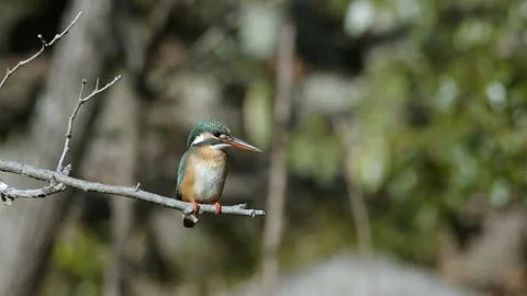 Common kingfisher resting on a branch. Stock Footage 148185300