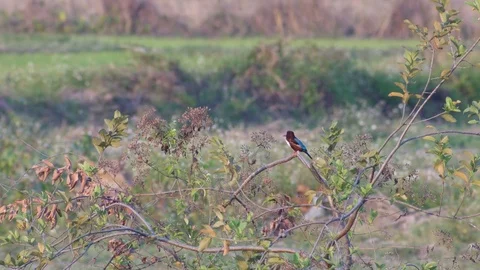 Common kingfisher resting on the tree branch Video stock 73369304