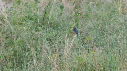 Common kingfisher resting on the tree branch Stock Footage 74101867