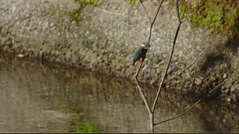 Common Kingfisher Resting in Tree. Stock Footage 205249646