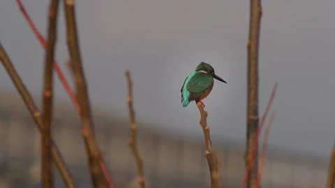 A Common Kingfisher Resting in Tree. Stock Footage 232232944