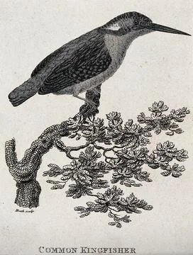 A common kingfisher sitting on a branch of a tree. Etching by Heath. 스톡 일러스트