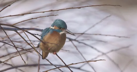 Common kingfisher sitting on willow and observing water surface, close-up Video stock 280324341
