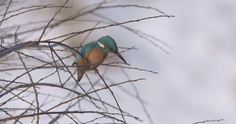 Common kingfisher sitting on willow and observing water surface Stock Footage 280324350