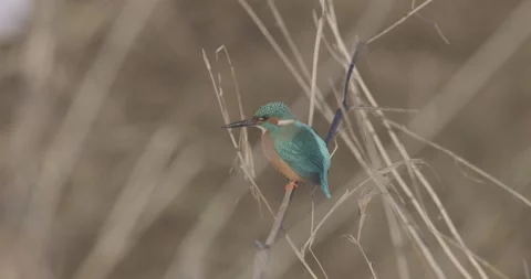 Common kingfisher taking off of reed stalk on cold winter day, 4K Stock Footage 280324407