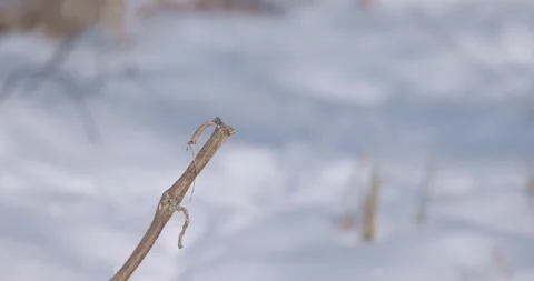Common kingfisher taking off of reed stalk on snowy winter day, 4K Video stock 280324448