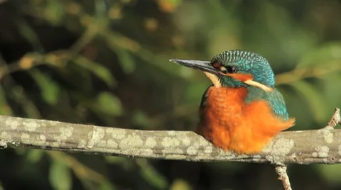 Common Kingfisher taking a sun bath Stock Footage 8518689