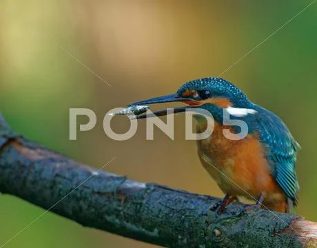 Common Kingfisher tossing the fish before swallowing down Stock Photos