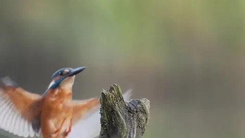 Common kingfisher on a tree branch, light blurred background. Video stock 254205202