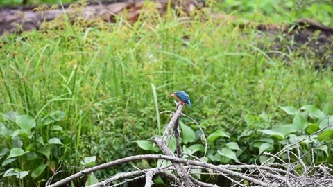 Common kingfisher trying to gulp down a huge insect in Bandipur national park Stock Footage 283896048
