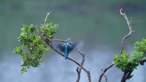 Common kingfisher waiting to catch a fish Stock Footage 129606532
