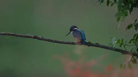Common kingfisher waiting to catch a fish Vídeos de archivo 129606677