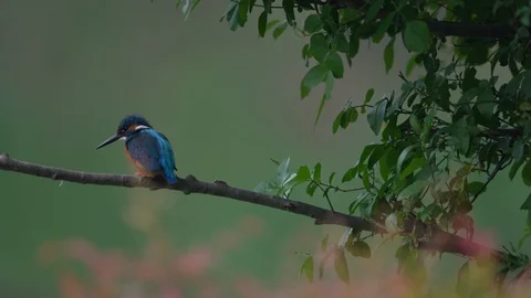 Common kingfisher waiting to catch a fish Vídeos de archivo 129606703