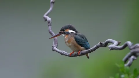 Common kingfisher waiting to catch a fish Stock Footage 129606767