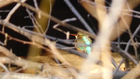 Common kingfisher waiting to catch a fish, alcedo atthis, perched on a tree Stock Footage 234621372