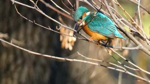 Common kingfisher waiting to catch a fish, alcedo atthis, perched on a tree Stock Footage 234621510