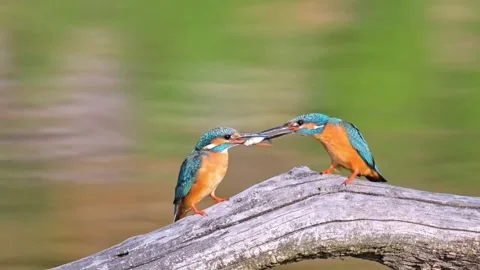 Common kingfishers courtship feeding on a branch 库存影片 334824239
