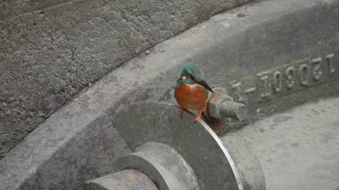 Common Kingfishers Peached Looking for Fish on Metal Beam at Harbour Stock Footage 276871454