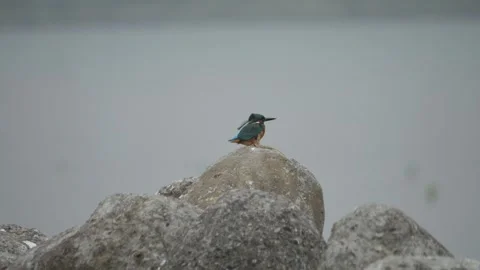 Common Kingfishers Peached on Rock at Lake, Urban Birding, Taipei, Medium shot Stock Footage 346698042