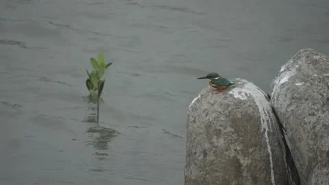 Common Kingfishers Peached on Rock Looking Around, Taipei Wildlife scene Stock Footage 276871459