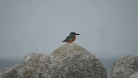 Common Kingfishers In Profile Peached on Rock, Copy space, Side View Видео 277212710