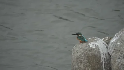 Common Kingfishers In Profile Peached waiting for Fish, Taiwan wildlife scene 動画素材 276961592
