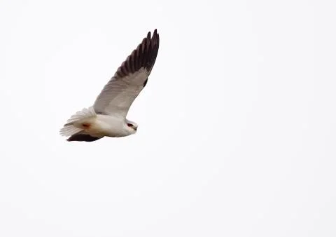 Common kite Stock Photos