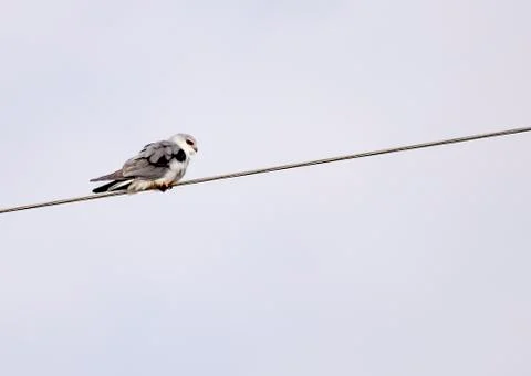 Common kite Stock Photos