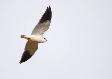 Common kite Stock Photos