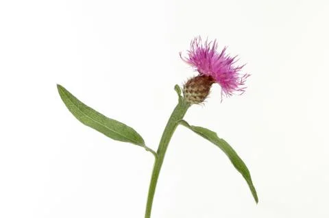 Common knapweed Stock Photos