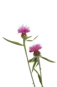 Common Knapweed Stock Photos