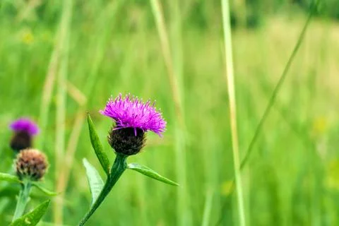 Common Knapweed Stock Photos