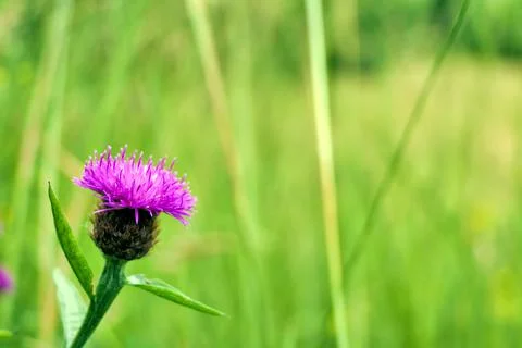 Common Knapweed Stock Photos