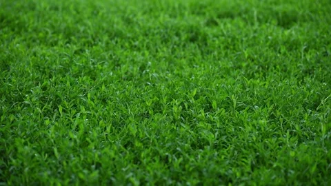 Common Knotgrass Swaying in Wind. Polygonum aviculare Green Ground Cover. Stock Footage 336013488