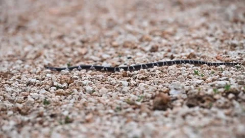 Common krait moving stealthily on the rocks of Jawai national park Stock Footage 280113228