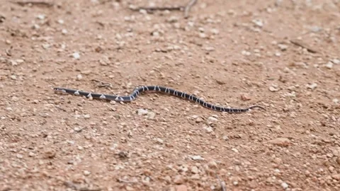 Common krait speedily moving on the tiny rocks of Jawai national park Video stock 280113313