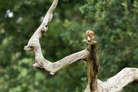 Common krestrel in the meadow Stock Photos