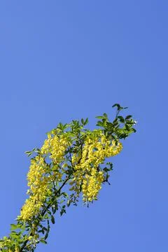 Common laburnum Stock Photos