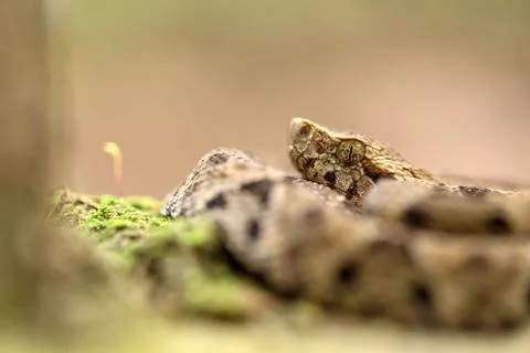 Common lancehead, Bothrops atrox, in its natural environment, tropical forest Stock Photos