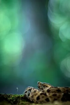 Common lancehead, Bothrops atrox, in its natural environment, tropical forest Stock Photos