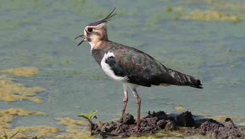 Common lapwing / Vanellus vanellus Stock Footage 8525299