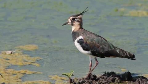 Common lapwing / Vanellus vanellus Stock Footage 8525567