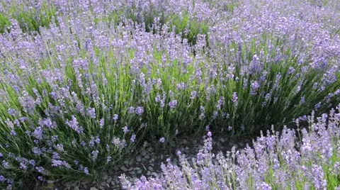 Common lavender (Lavandula angustifolia) Stock Footage 14830892