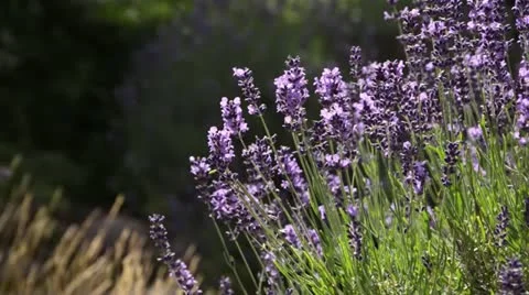 Common lavender (Lavandula angustifolia) Stock Footage 14890643